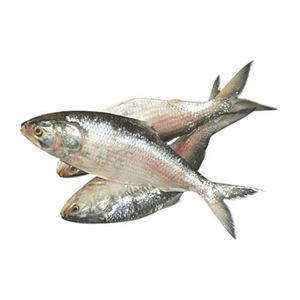 Pescado Hilsa fresco al por mayor, suministro a granel, captura fresca confiable para exportación - Product Image 3