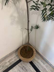 Macetas de Piedra Antiguas con Altura Ajustable, Muebles de Exterior para Sala de Estar, Macetas para Exteriores - Product Image 4