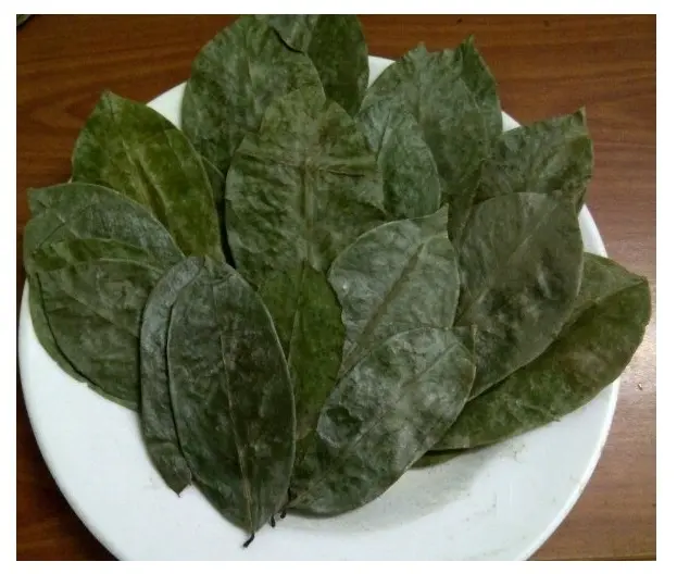 グラビオラの葉ベトナム乾燥ソーストップ