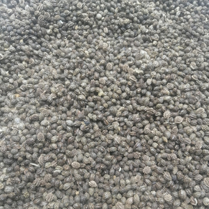 Graines de papaye Cacarica - Product Image 3