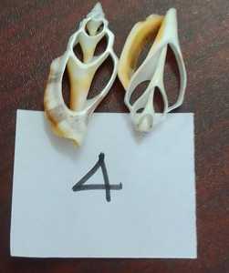 Conchas de mar cauri de corte natural hechas a medida disponibles en varios tamaños adecuados para la reventa ideal para joyería - Product Image 3