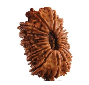 Blessed nepali 20 mukhi rudraksha 20เผชิญหน้ากับรุทรักษะสีเงินขัดเงาและได้รับการรับรองจากห้องทดลอง - Product Image 3