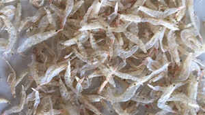 VDELTA Dried Baby Shrimp Vietnam | Bulk Supply | Export Ready - Product Image 6
