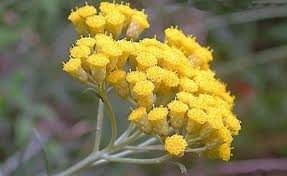 Aceite esencial de Helichrysum Italicum de alta calidad 100% puro orgánico Natural Etiqueta Privada proveedor exportación a granel precio al por mayor - Product Image 2
