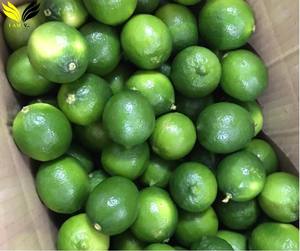 Suministro de Exportación B2B de Limas Verdes Frescas Sin Semillas - Product Image 3