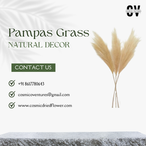 Herbe de la Pampa Naturelle Moelleuse de Haute Qualité en Gros, Fleur Séchée Cosmique pour DIY, Remise de Diplôme, Halloween, Mariage, Noël, Fête des Mères - Product Image 2