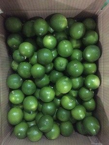 Grosir limau tanpa biji hijau buah jeruk organik segar dari rasa Vietnam Lemon manis untuk dijual berbagai Hoang Kim Lemon