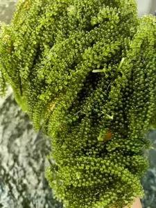 Uvas marinas deshidratadas orgánicas de Vietnam Algas marinas de primera calidad para exportación a precio competitivo - Product Image 4