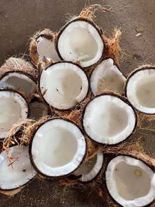 Noix de coco mature semi-décortiquée fraîche pour l'exportation Riche en eau de coco douce Idéal pour la cuisson de jus d'apparence propre - Product Image 4