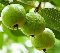 Goedkope Bevroren Guave Fruit/Bevroren Witte Guave Bulk