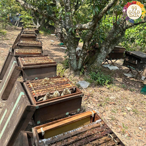 Miel de Abeja de Vietnam para Aplicaciones de Endulzamiento de Alimentos y Saborizante de Bebidas - Product Image 4