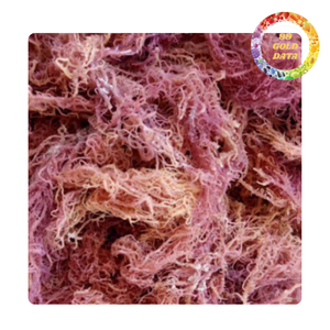 Cottoni Sea Moss Raw Seaweed for Carrageenan and Food Ingredient Use - Product Image 6