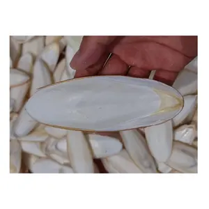 osso di seppia essiccato per uccelli cibo seppie naturale 100% osso di seppia essiccato al sole vendita migliore qualità calamari seppie Premium