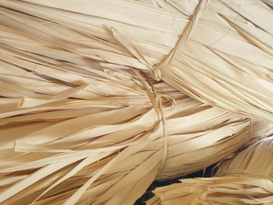 Feuilles de corypha lecomtei à vendre en petite quantité livraison rapide feuille de palmier corypha lecomtei - Product Image 6