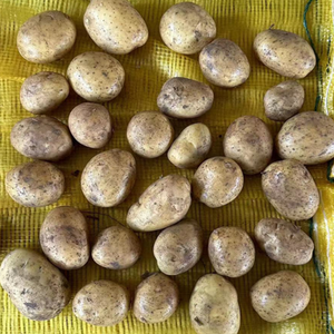Bonne qualité de pommes de terre fraîches biologiques de Thaïlande - Prix de gros pour l'exportation en vrac - Product Image 5