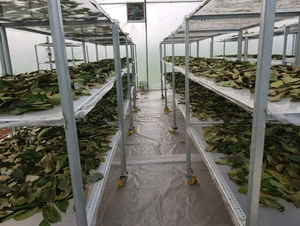 ใบฝรั่งแห้งคุณภาพพรีเมียมสำหรับชงชา/ ผงวัตถุดิบออร์แกนิกจากใบกราวิโอลา - Product Image 6