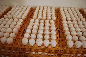 ไข่ไก่สดสีขาว น้ำหนัก 56-63 กรัม ต้นกำเนิดจากไก่ จัดเก็บในตู้เย็น อายุการเก็บรักษาหลายวัน มีจำหน่าย - Product Image 3