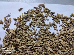 Mejor precio Extracto DE FLOR DE Sophora Japonica seca Rutin de Vietnam Contacto + 84984418844 - Product Image 2