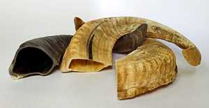 แตรแกะธรรมชาติและเขาแกะขัดเงาสไตล์สัตว์ปริมาณมาก - Product Image 5