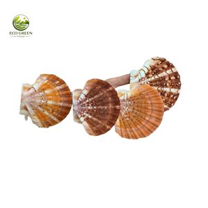 200G Handmade Real Touch Sea Shells for Crafts Various Sizes Mixed Seashells for DIY Crafts <b>Fish</b> for Candle Making <b>Vase</b> Fillers - Product Image 3