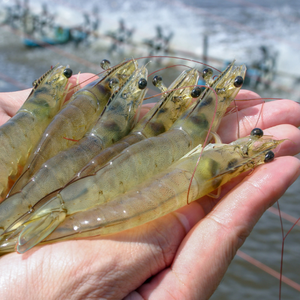 Aditivo de alimentación en polvo probiótico para la Prevención de Enfermedades de gambas - Product Image 6