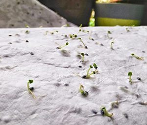Premium Arte e Papel Artesanato 300GSM Natureza Salvando Germinação Papel Gifting & Cartões para a venda a partir de Índia