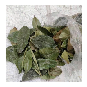 Export Grade Dried Soursop Leaves Dried Soursop Leaves For Daily <b>Tea</b> Drinking And <b>White</b> Label Packaging - Product Image 4