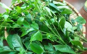 Frozen Clausena Indica Hojas La Especia Tradicional De La Montaña Del Norte - Product Image 2