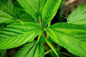 HOJAS DE YUTE PURO CONGELADO FUENTE NATURAL DE VITAMINAS PARA APOYO INMUNE Y DIETAS SANAS A BASE DE PLANTAS - Product Image 2