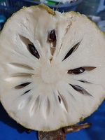 Vers Zuur Sop Fruit Vers Graviola Fruit Uit Vietnam Whatsapp 84 917 476 477