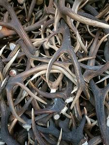 Modèle de pièce à usage alimentaire en bois de cerf rouge séché entier naturel à vendre - Product Image 2