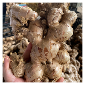 Gingembre frais du Vietnam grande taille peau lisse goût naturel norme d'exportation meilleur prix pour les acheteurs en gros - Product Image 1