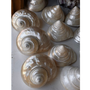 Suministro barato de conchas marinas naturales: concha de caracol de luna de nueva llegada colorida, patrón de tira hermoso e impresionante - Product Image 4