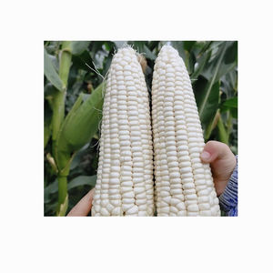 Maíz blanco seco asequible Maíz blanco sin OGM Maíz blanco para alimentación humana y animal - Product Image 6