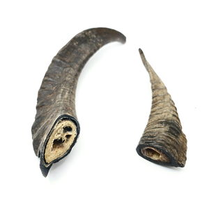Corne de Chèvre Polie Shofar Corne pour Maison Jardin et Hôtel Paire de Chèvres Corne et Couleur Naturelle Style Cadeau Utilisation - Product Image 2