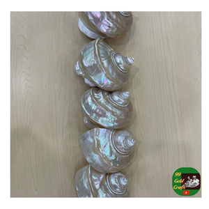 Concha sin pulir de alta calidad, concha pulida, exportador de concha turbo para artesanías, acuarios y diseño de interiores - Product Image 2