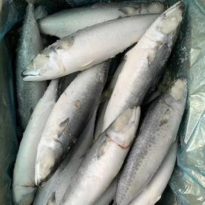 Pescado de caballa congelado, pescado de caballa congelado embalado limpio con cosecha en el océano y suministro a granel de fábrica verificada - Product Image 2