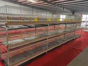 Buen precio 4 niveles un tipo de jaulas de batería de pollo gallinas ponedoras equipos de cría de aves de corral usados - Product Image 6