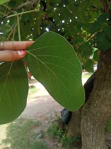 Assiettes jetables en feuilles de palmier indiennes, assiettes organiques indiennes, assiettes jetables en feuilles de palmier |   Assiettes en feuilles naturelles |   Assiettes biodégradables - Product Image 6