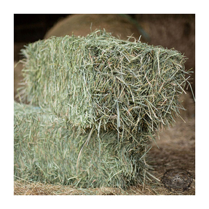 Vente en gros de foin de Rhodes, foin naturel préparé pour une grande expédition. - Product Image 4