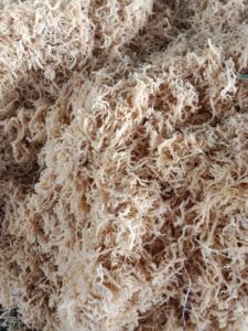 Algas marinas de algodón saladas de Vietnam Materia prima seca de alta calidad Algas marinas de algodón saladas Venta al por mayor Exportación directa Suministro global - Product Image 3