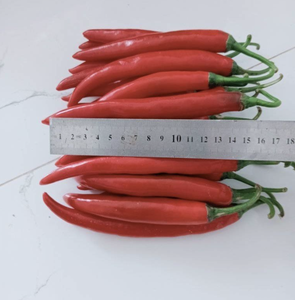 Fresh Finger Chili Peppers para condimentos culinarios y suministro de exportación, origen Vietnam - Product Image 6