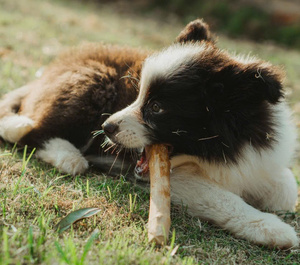 Classico 100% caffè in legno da masticare giocattoli per cani Non in plastica forma di bastone disponibile in piccoli cartoni di medie dimensioni - Product Image 1