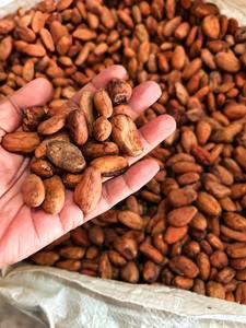 เมล็ดโกโก้แห้งราคาถูกสำหรับสินค้าจำนวนมากและคลังสินค้าส่งออกทั่วโลก - Product Image 6