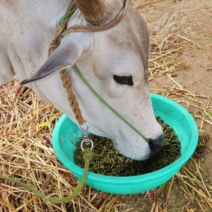 Pellet de hoja de Moringa al por mayor, pienso nutritivo de alto valor proteico para cerdos y peces, utilizado por exportadores de animales del sur de la India - Product Image 2