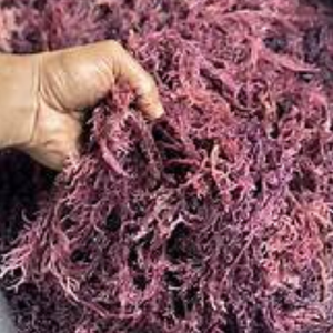 High Quality Best Price Dried Seamoss Wildcrafted Sea Moss with OEM Packaging from Vietnam - Product Image 6