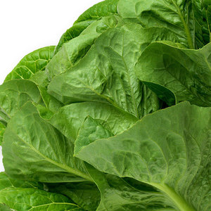 Fournisseur en vrac de laitues et légumes: feuilles, tiges et graines pour salades, soupes, sandwichs, wraps et grillades - Product Image 6