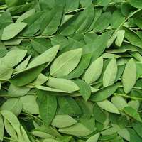 Daun Sauropus Androgynus Japanbatu Kering, Daun Katuk Manis AKINA