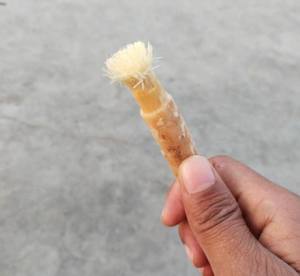 Truevital Organic miswak ที่ทำความสะอาดฟันสมุนไพรทำให้ฟันขาวฟันสะอาดเป็นมิตรต่อสิ่งแวดล้อม - Product Image 4
