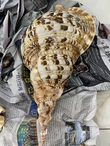 Vente en gros usine directe de haute qualité coquillage naturel trompette coquillages et escargot conque coquilles pour la décoration - Product Image 2